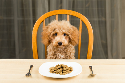An uninterested Poodle puppy with a plate of kibbles on table
