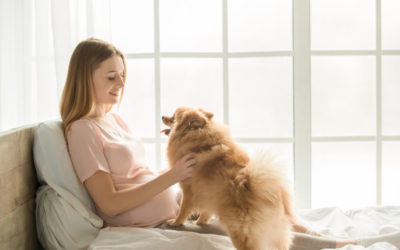 And Baby Makes Four: Preparing for a successful life with dog and baby – the Second Trimester